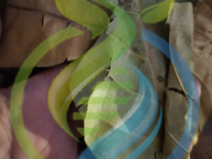 Jackfruit leaves