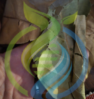 Jackfruit leaves