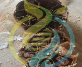 Black Garlic
