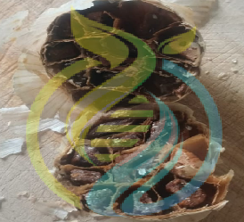 Black Garlic
