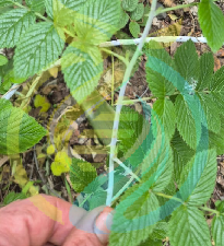 Black Raspberry Cutting