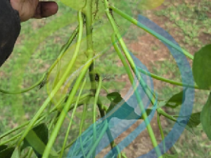 Blesbok Sweet potato slips
