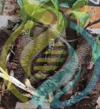 Comfrey plant crowns