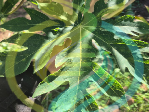 Fresh Papaya Leaves