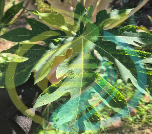 Fresh Papaya Leaves