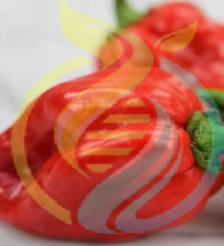 Caribbean habanero chili seed