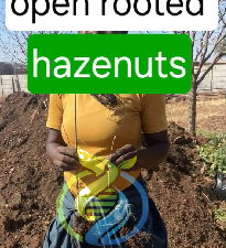 Hazelnut rooted 1 year old