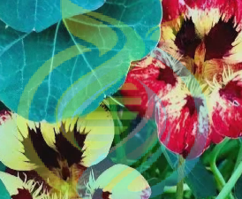 Ice cream sundae nasturtium seeds