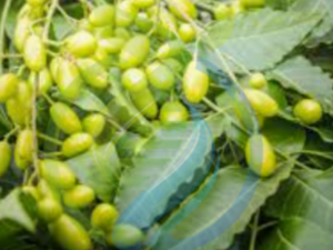 Neem tree large