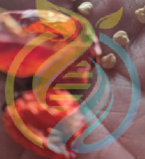 Sweet Piquante pepper seeds