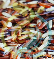 Rice colours seeds
