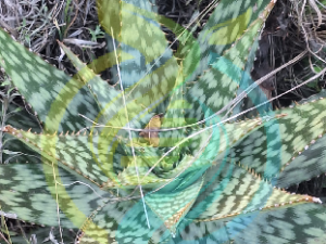 Soap Aloe Plant
