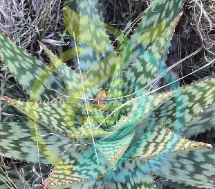 Soap Aloe Plant