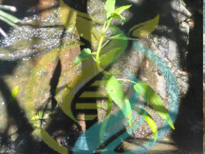 Water Spinach Plant
