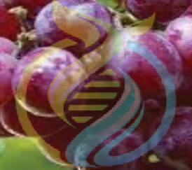 Catawba Grape Cuttings