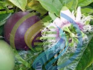 Ester Granadilla cutting