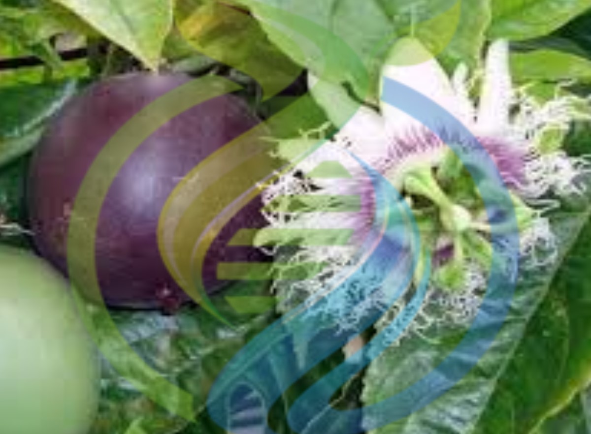 Ester Granadilla cutting