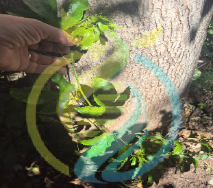 Ester Granadilla cutting - Image 2