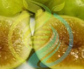 Honey Fig tree