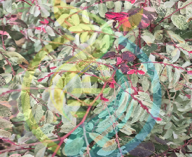 Ice Cream Bush cutting