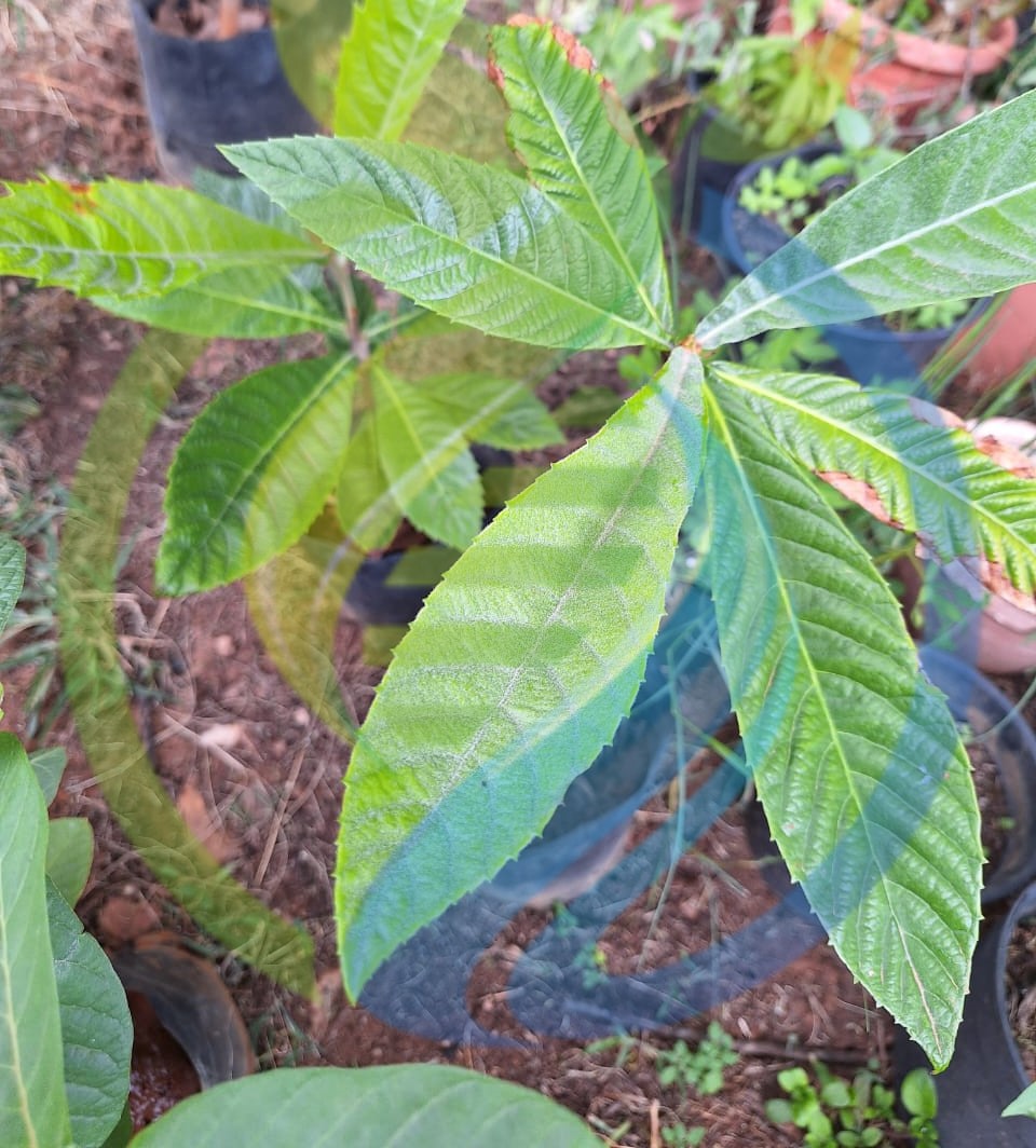 Loquat Leaves Fresh
