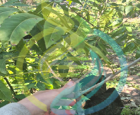 Choctaw Pecan Nut tree