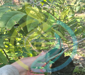 Choctaw Pecan Nut tree