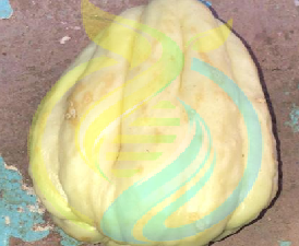 White Chayote Seed