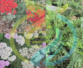 Yarrow colours plants special