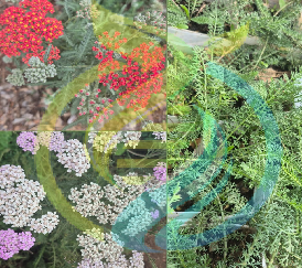 Yarrow colours plants special
