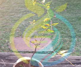 Buffalo Thorn Tree
