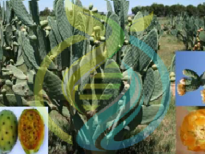 Direkteur Prickly Pear leaf