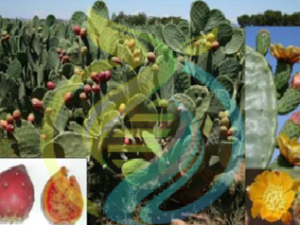 Nodusa Prickly Pear leaf