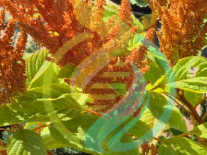 Giant Orange Amaranth seed