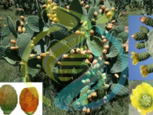 Tormentosa Prickly pear leaves