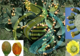 Tormentosa Prickly pear leaves