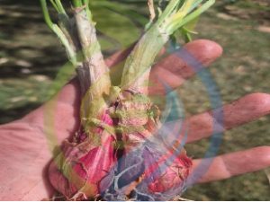 Red Thai Shallot