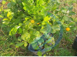 Calamondin fruit tree