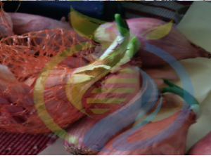Shallot Onion bulbs