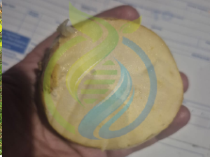 White Guava seeds