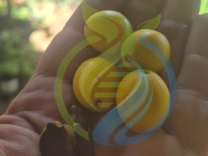Transvaal Red Milkwood Fruit